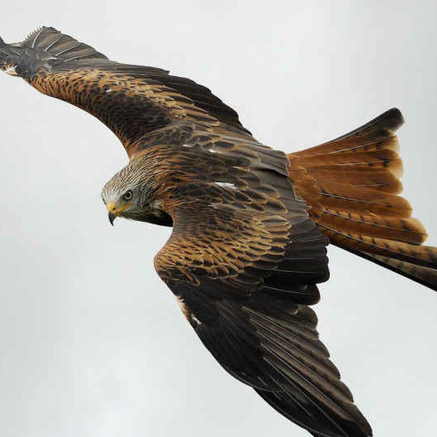 Falconry Experience Wales